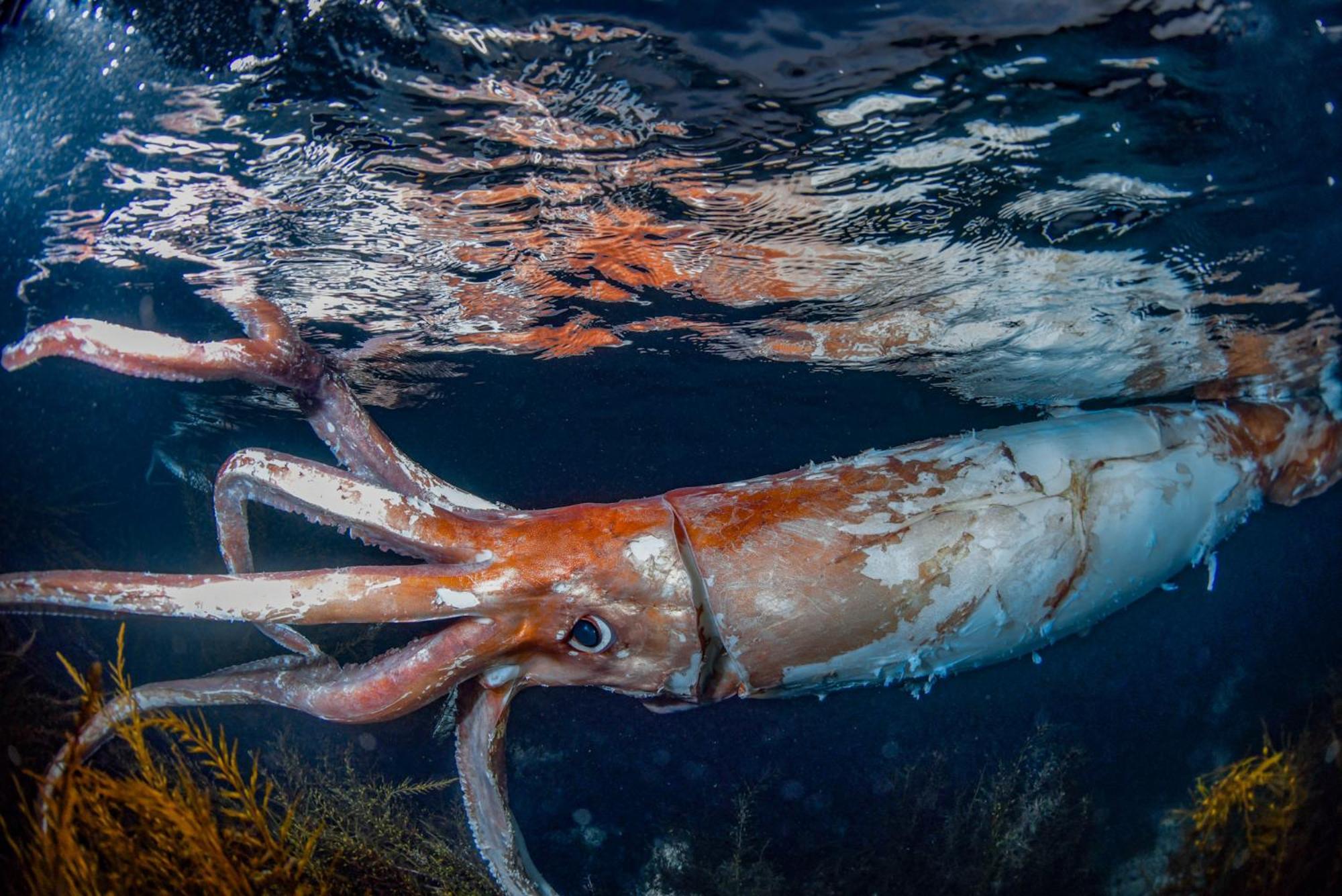 Nekozaki Ξενοδοχείο Toyooka  Εξωτερικό φωτογραφία